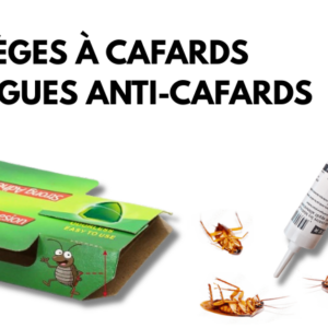 anti cafard